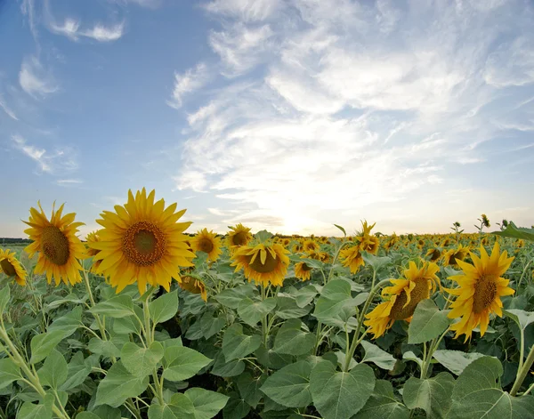 stock image Field of sunflowers, sunset