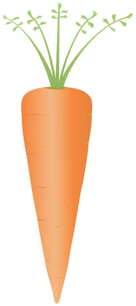 Carrot in vector — Stock Vector