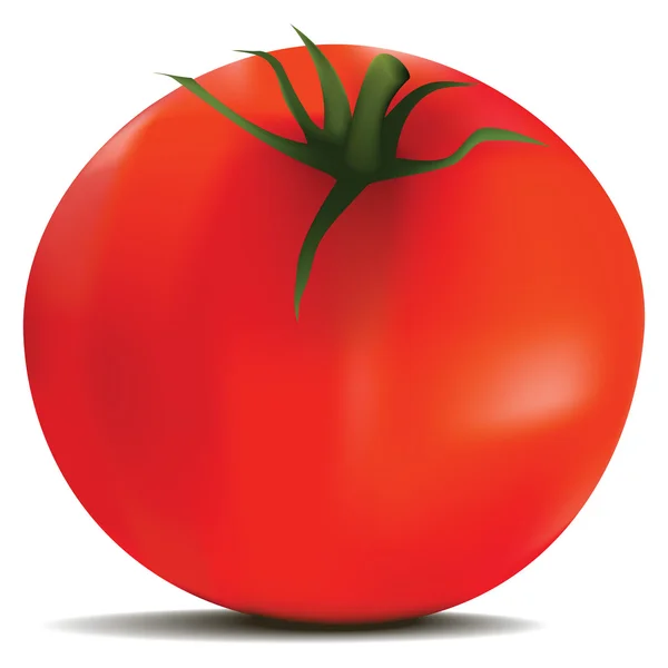 Tomate im Vektor — Stockvektor