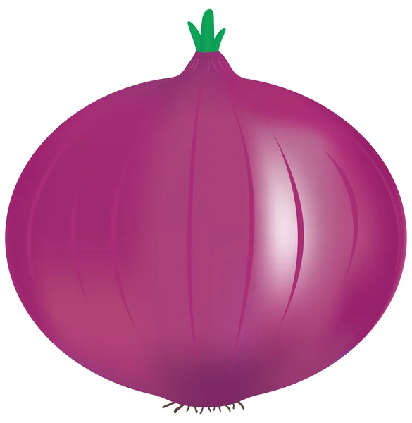 stock vector Red onion in vector