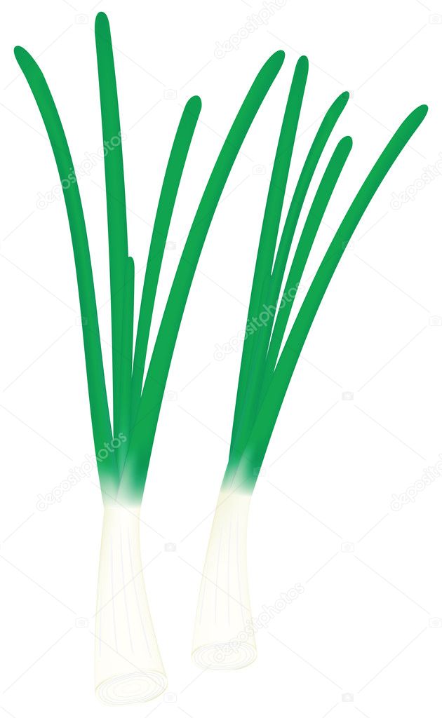 Green onion in vector