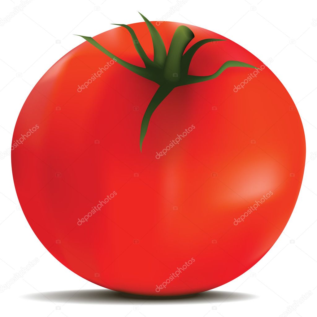 Tomato in vector
