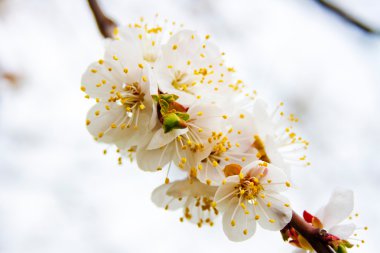 Kayısı ağacının bir çiçek