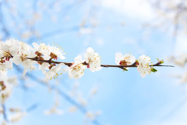 stock image Flowers of an apricot tree