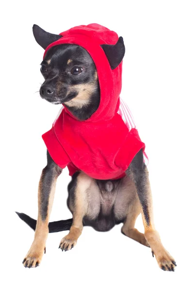 Brinquedo Terrier cão — Fotografia de Stock