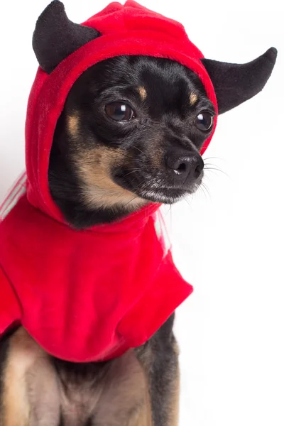 Toy terrier dog — Stock Photo, Image