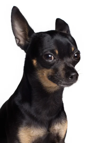 Toy terrier dog — Stock Photo, Image