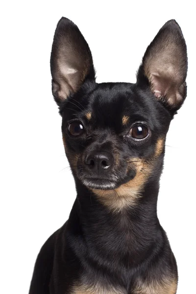 Toy teriér pes. portrét na bílém pozadí — Stock fotografie