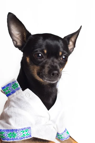 テリア犬のおもちゃ。白い背景の上の肖像画 — ストック写真
