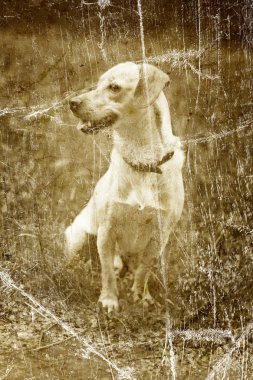 köpek ile eski vintage fotoğraf