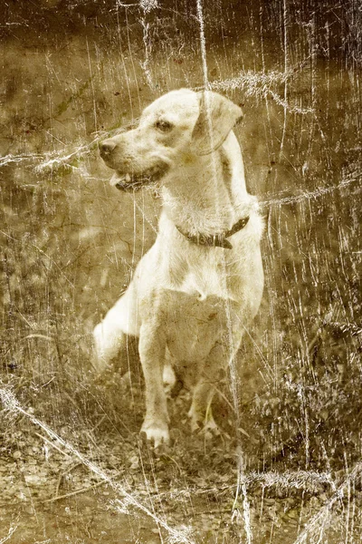 Köpek ile eski vintage fotoğraf Stok Resim