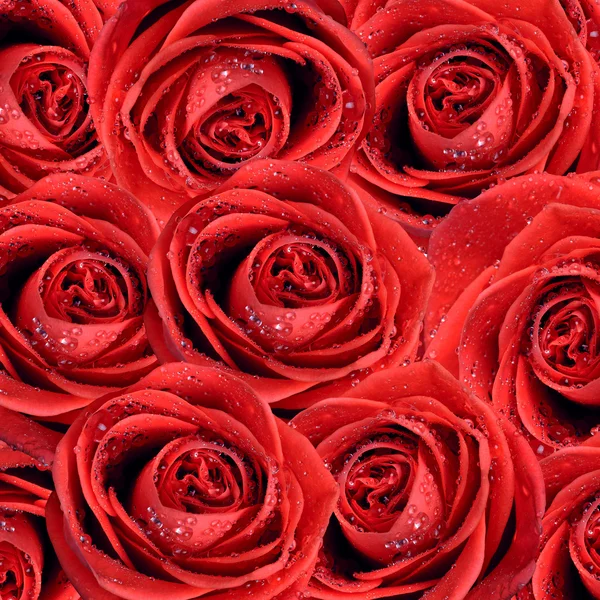 Alla hjärtans bakgrunden med rosor — Stockfoto