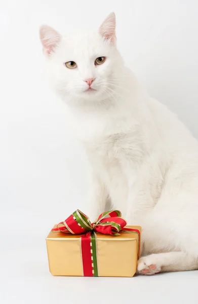 Katt julklapp — Stockfoto