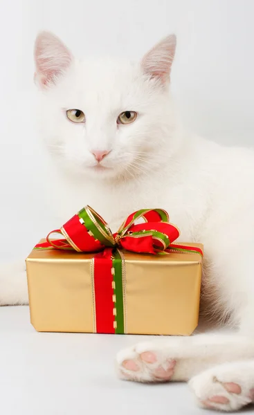 stock image Christmas cat gift