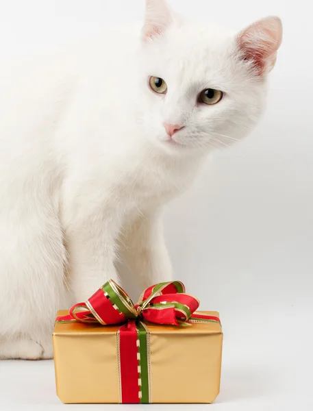 stock image Christmas cat gift