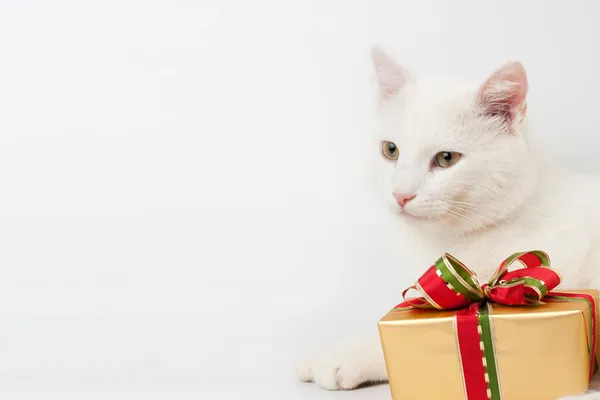 stock image Christmas cat gift