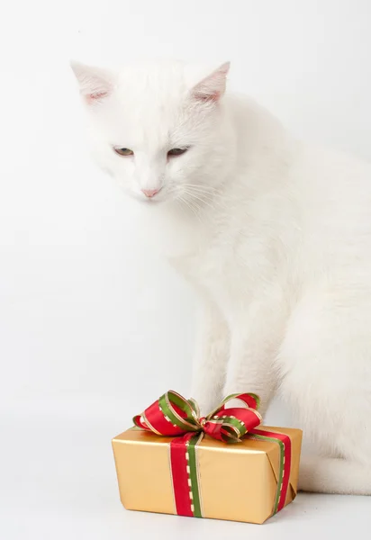 stock image Christmas cat gift