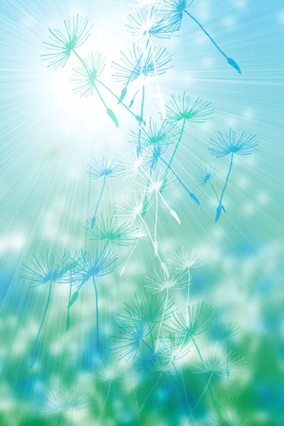 Dandelions in the wind against the sun — Stock Photo, Image