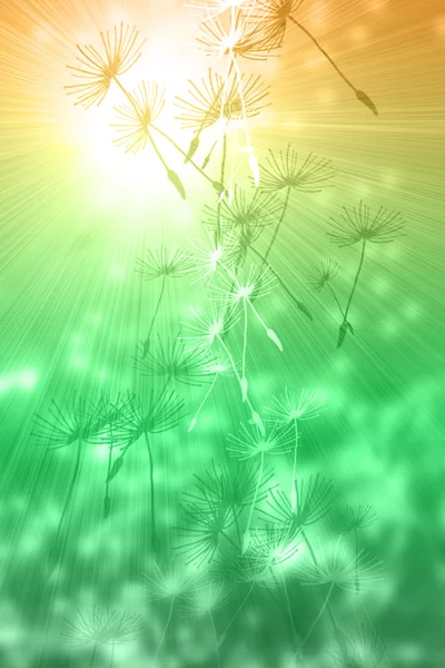太陽と風のタンポポ — ストック写真