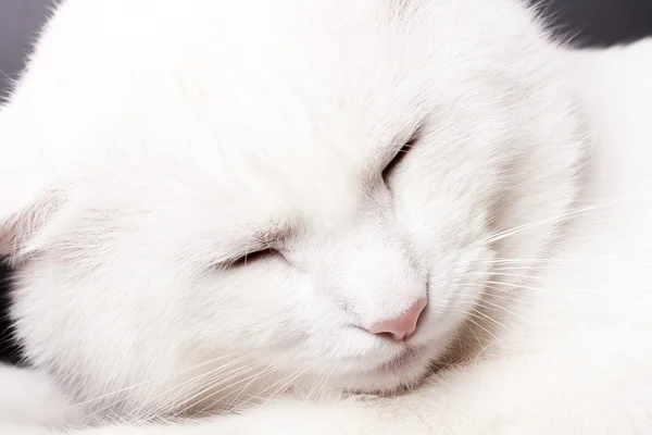 Branco gato dormindo — Fotografia de Stock