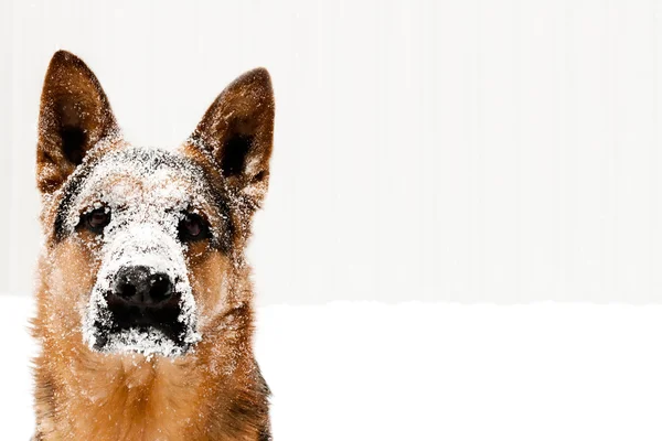 PORTRAIT ของ DOG — ภาพถ่ายสต็อก