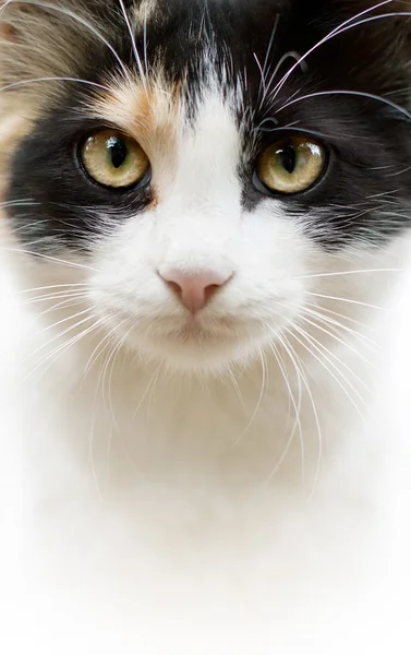 Белая чёрная кошка — стоковое фото