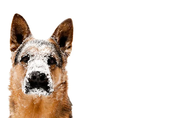 PORTRAIT ของ DOG — ภาพถ่ายสต็อก