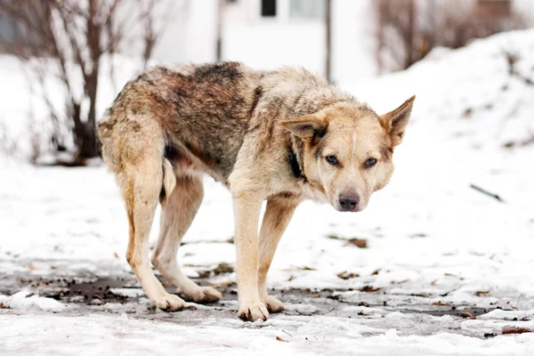 Obdachloser Straßenhund — Stockfoto