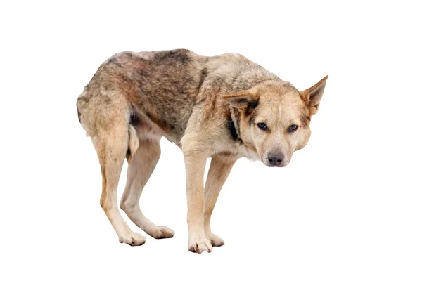 Cão vadio sem abrigo — Fotografia de Stock