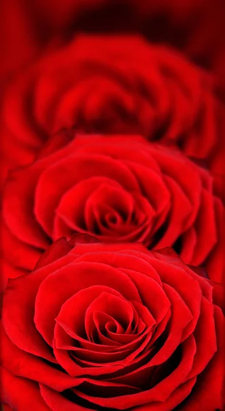 빨간 장미와 함께 발렌타인 배경 — 스톡 사진
