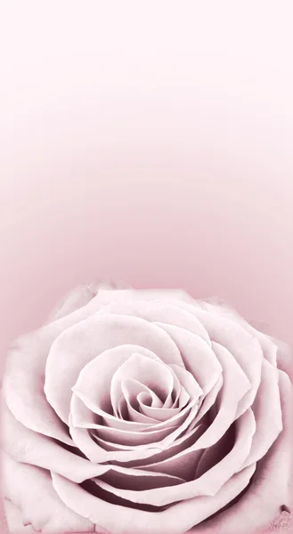 Sfondo valentini con rosa — Foto Stock