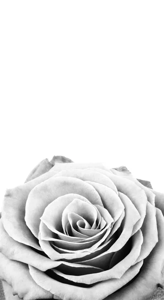 Valentines achtergrond met roos — Stockfoto