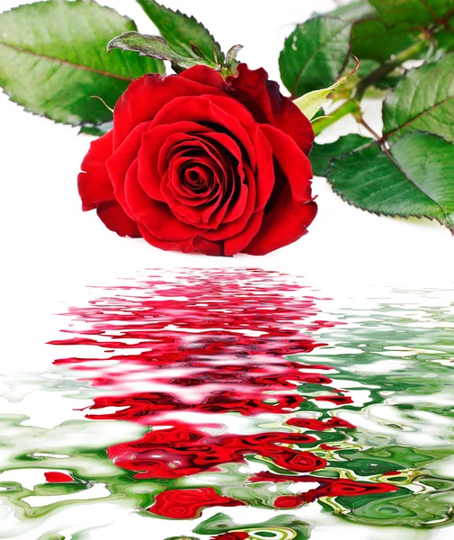 Achtergrond met rode roos — Stockfoto
