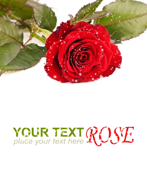 Achtergrond met rode roos — Stockfoto