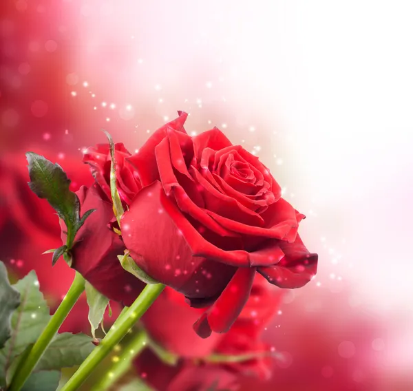 Pozadí s červenou růží — Stock fotografie