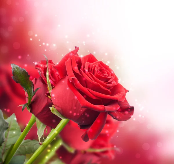 Фон с красными розами Лицензионные Стоковые Изображения