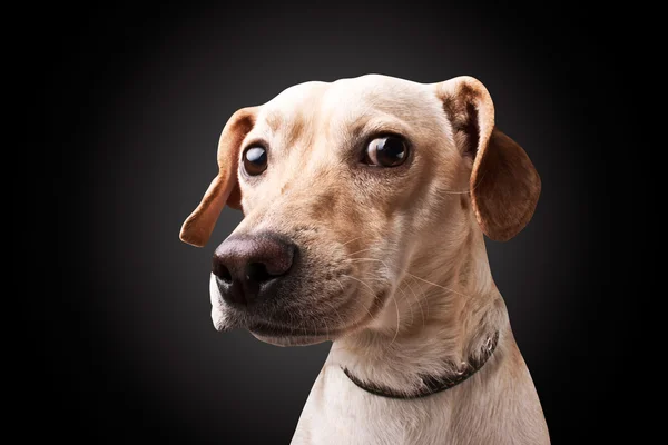 Perro sobre fondo negro — Foto de Stock