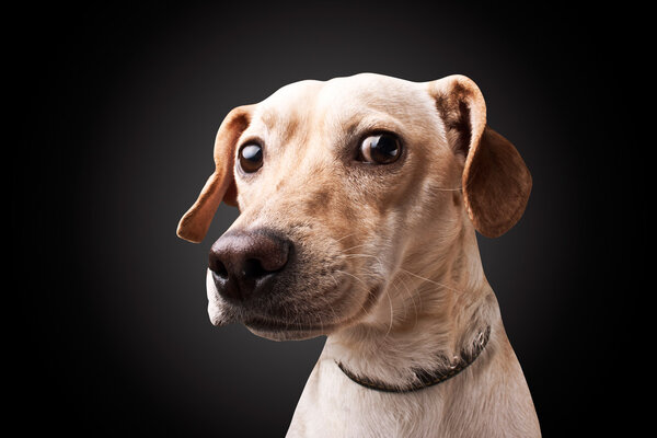 Dog on black background — Stock Photo, Image