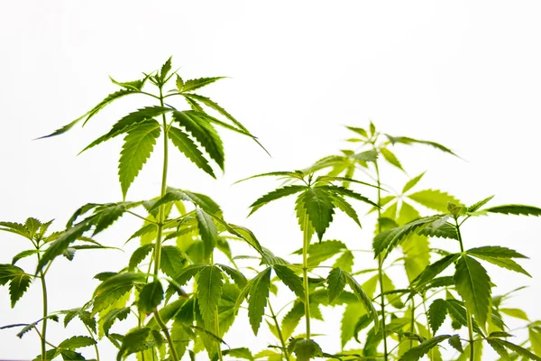 stock image Marijuana Plant