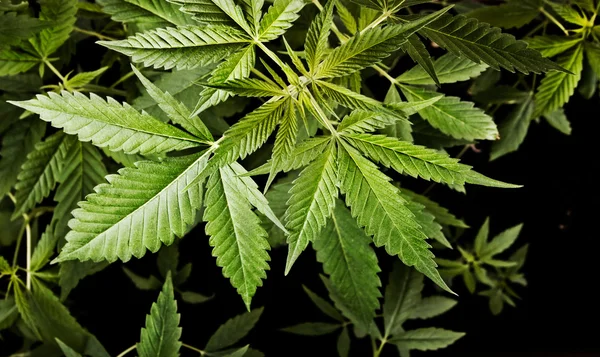 Kannabisz növények háttér — Stock Fotó