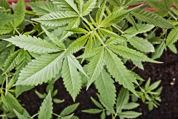 Cannabis plantas fundo — Fotografia de Stock