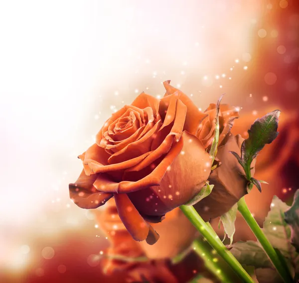 빨간 장미와 배경 — 스톡 사진