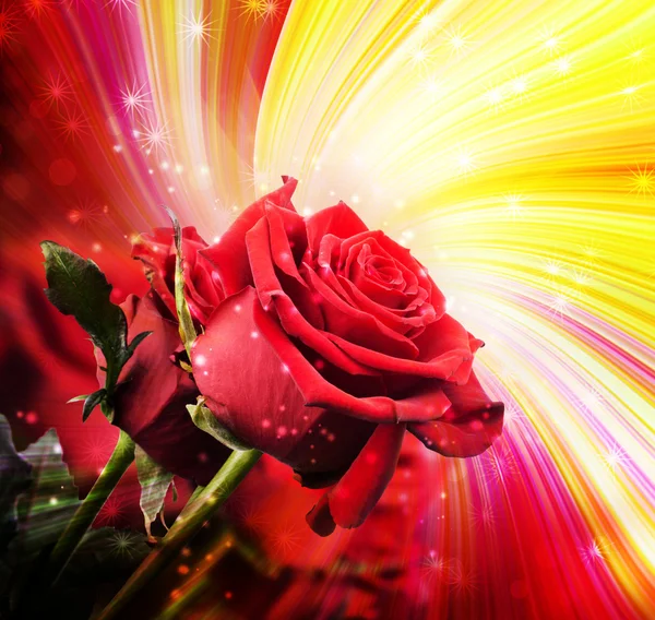 빨간 장미와 배경 — 스톡 사진