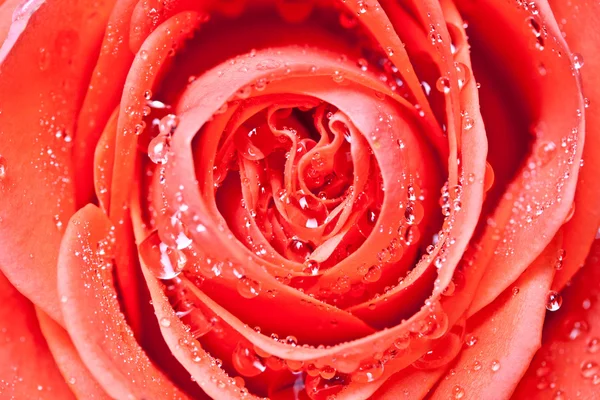 Bella rosa rossa da vicino con gocce d'acqua — Foto Stock