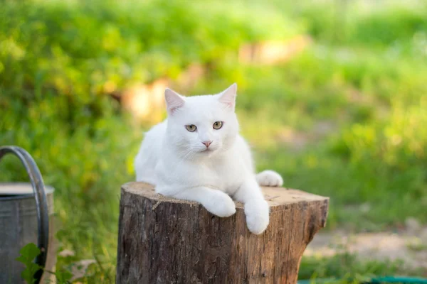 Witte kat in de tuin — Stockfoto