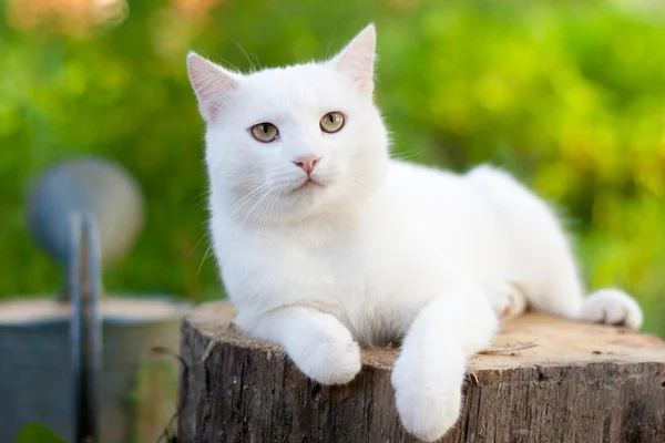 Белый кот в саду — стоковое фото