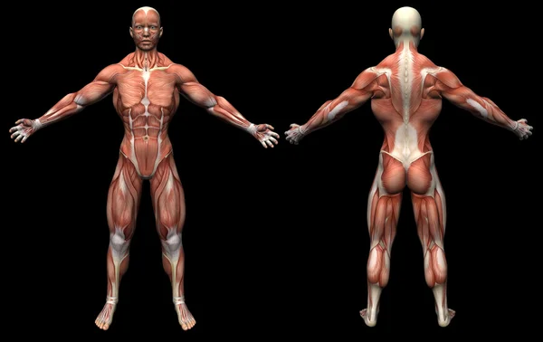 3D renderizar músculos da anatomia humana masculino — Fotografia de Stock