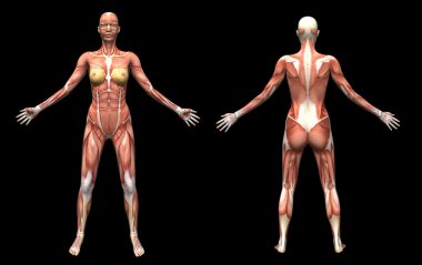 3D render insan anatomi kas erkek
