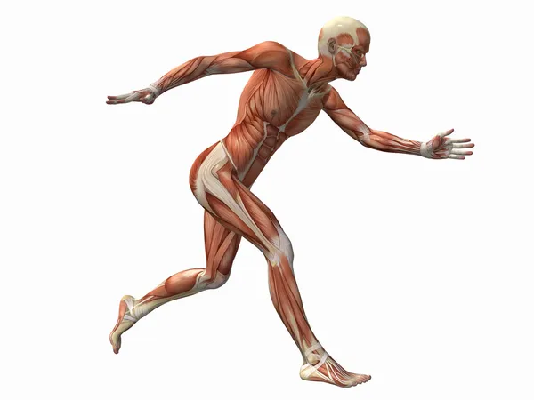 Homem musculoso, anatomia masculina do corpo humano — Fotografia de Stock