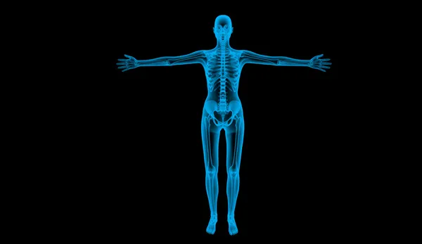 Corps humain par rayons X, rendu 3d — Photo